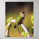 Recherche de colibri posters Oiseau