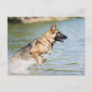 Recherche de chiot berger allemand posters Eau