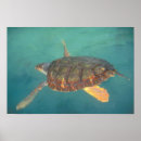 Recherche de tortue posters Sous marin