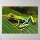 Recherche de cute frog art Colorful
