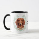 Recherche de chien courant tasses Dachshund