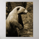Recherche de ours brun posters Faune