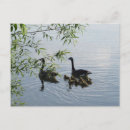 Recherche de oies sauvages cartes postales Animal