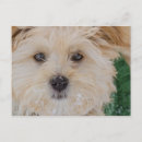 Recherche de chiot noël cartes postales Hiver