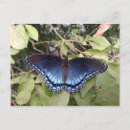 Recherche de buisson papillon cartes postales Insecte