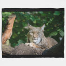Recherche de felidae Sauvage