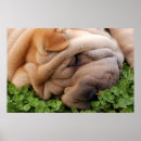 Recherche de shar posters Chinois