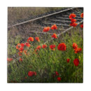 Recherche de pavots sauvages carreaux Nature