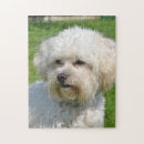 Recherche de frise de bichon puzzles Dog