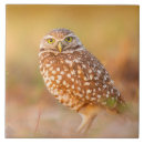 Recherche de hiboux carreaux Pour tous