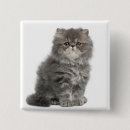 Recherche de assis badges Chat