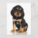 Recherche de chiots rottweiler cartes postales Canine