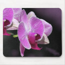 Recherche de phalaenopsis tapis souris Nature