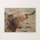 Recherche de vaches des montagnes puzzles Taureau