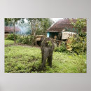 Recherche de bébé indien posters Éléphant
