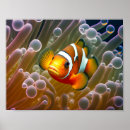 Recherche de animaux de mer posters Anémone