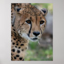 Recherche de cheetah posters Chat