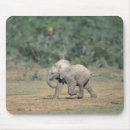 Recherche de comportement tapis souris Parc