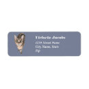 Recherche de shorthair Amoureux de les chats