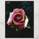 Recherche de roses rouges prospectus Rose rouge