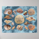 Recherche de seashell posters Été