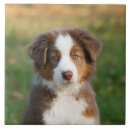 Recherche de races de chien carreaux Mignon