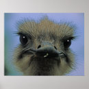 Recherche de ostriches posters Nature