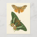 Recherche de peinture papillon cartes postales Papillons