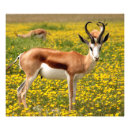 Recherche de gazelle art Nature