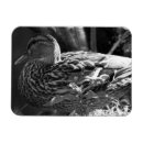 Recherche de observé magnets Faune