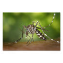 Recherche de moustique art Nature