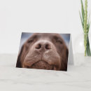 Recherche de chocolat labrador retriever vœux cartes Animal