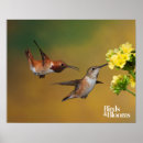Recherche de colibri posters Ornithologie
