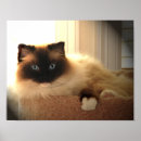 Recherche de grand chat posters Félin