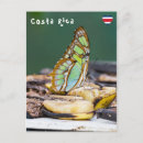 Recherche de papillons tropicaux cartes postales Faune