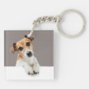 Recherche de jack russell porteclés Chiot