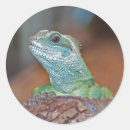 Recherche de lézards autocollants Sauvage