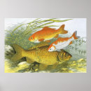 Recherche de koi posters Étang de koi