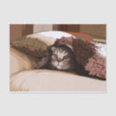 Recherche de housecat Animal