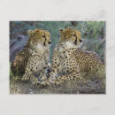 Recherche de cheeta Léopard