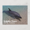 Recherche de plage de dauphin cartes postales Floride