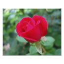 Recherche de horticulture posters Rose