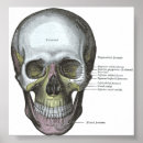 Recherche de crâne posters Visage