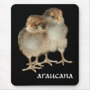 Recherche de poussins tapis souris Agriculture