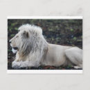 Recherche de photo de lion cartes postales Faune