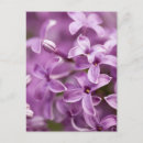 Recherche de jardin formel cartes postales Vertical