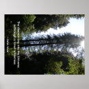 Recherche de pine forest posters Woods