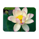 Recherche de fleur de lotus magnets Plante