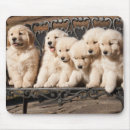Recherche de chiots golden retriever tapis souris Animaux