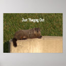 Recherche de marmottes Faune